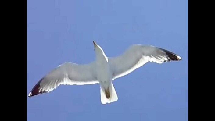 Seagull - Seagull