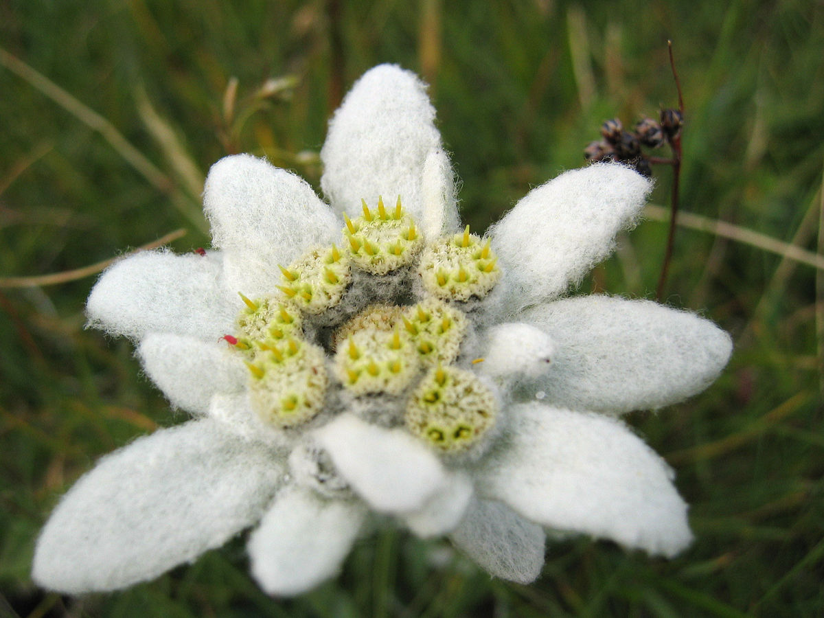 Bring Me Edelweiss