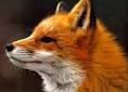 Fox - Fox