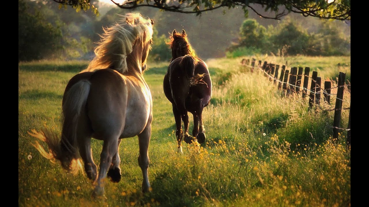 In The Country - In The Country