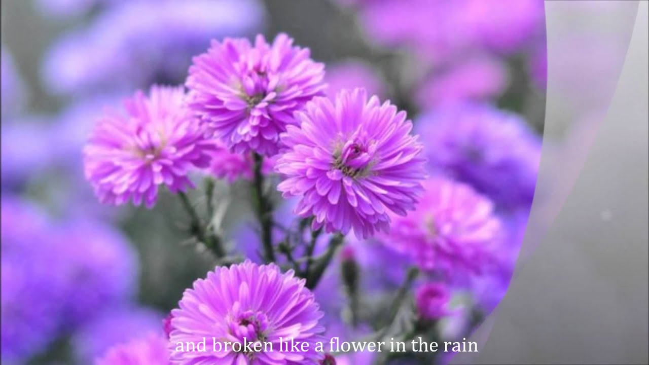 Flower in the Rain - Flower in the Rain