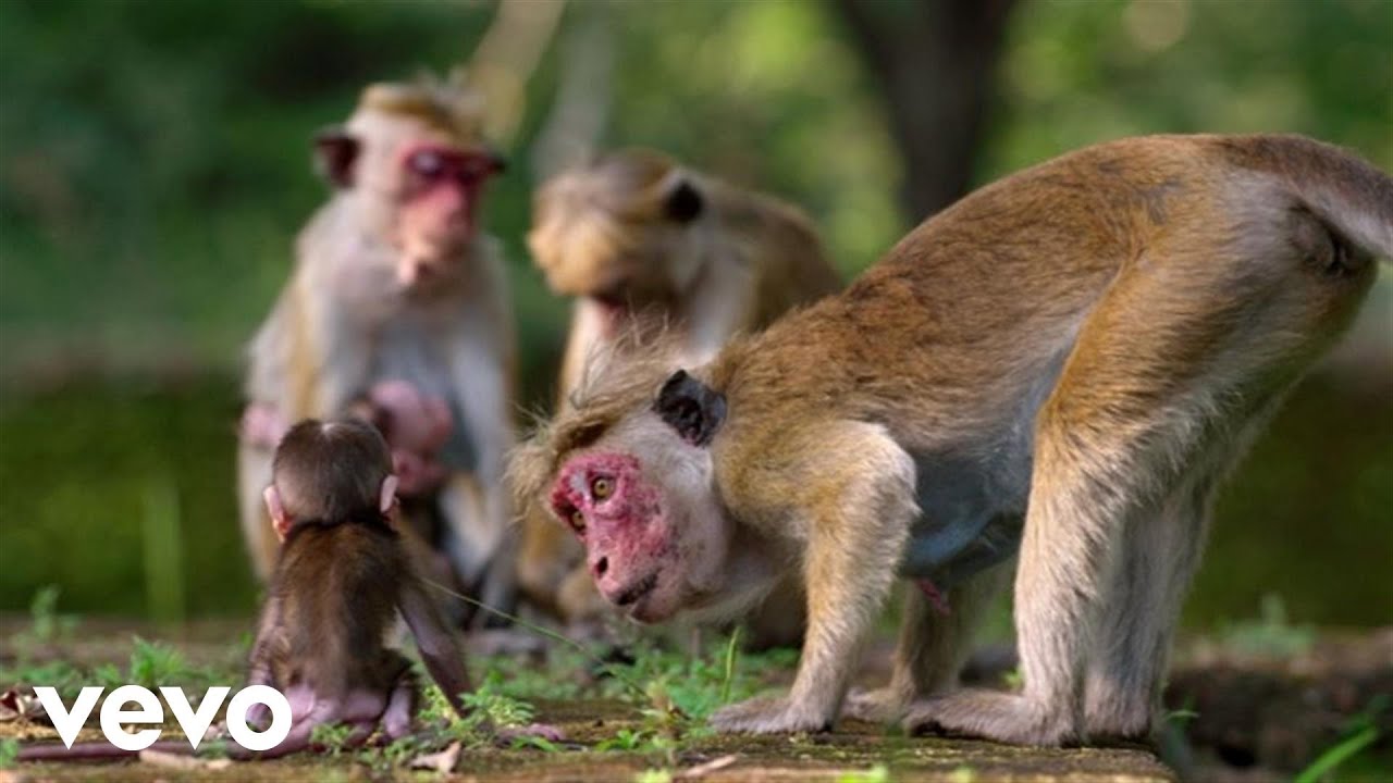 It's Our World [From "Disneynature: Monkey Kingdom"] - It's Our World [From "Disneynature: Monkey Kingdom"]