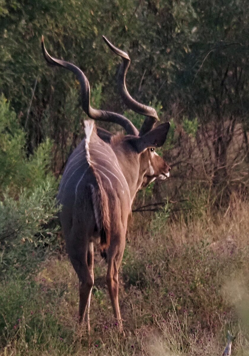 Kudu