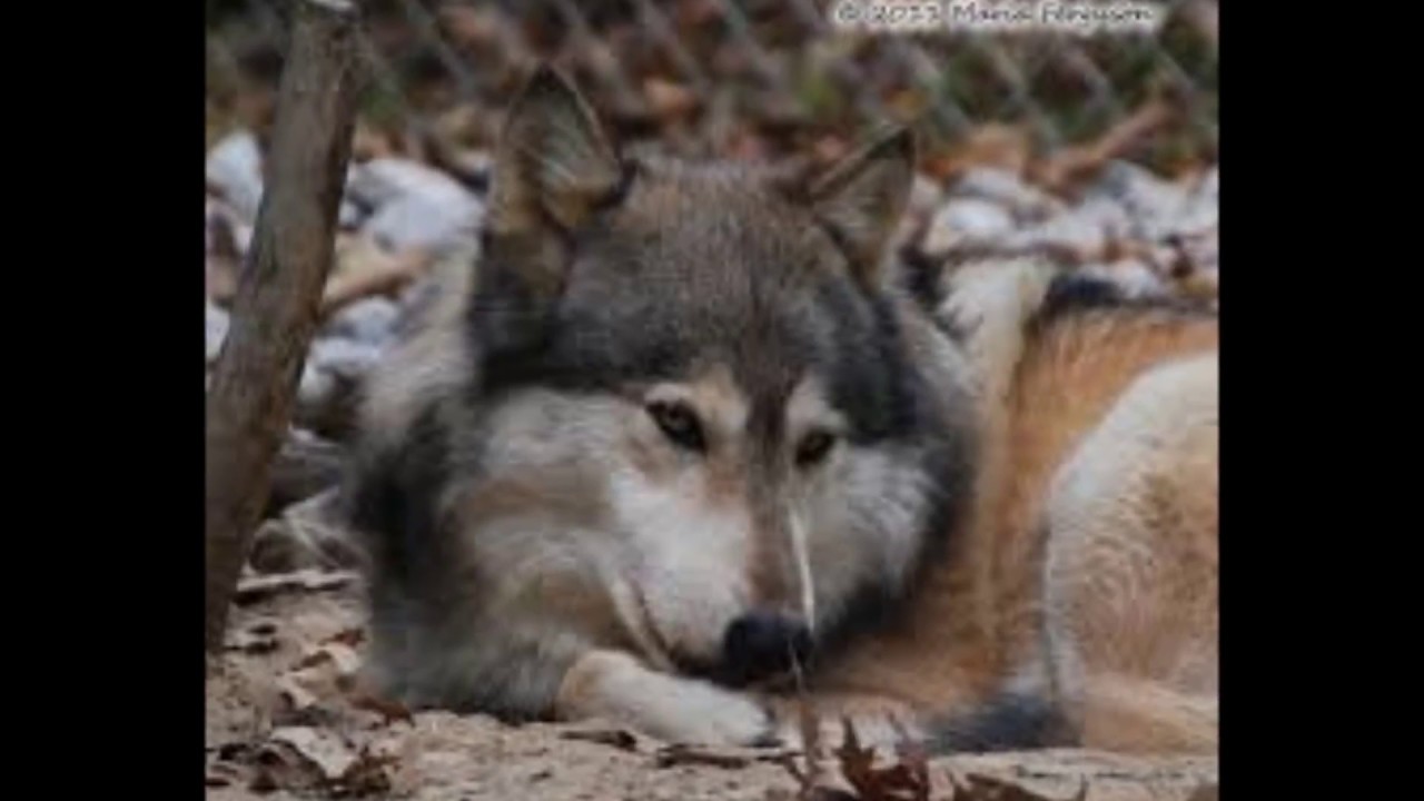 Aux Jeunes Loups