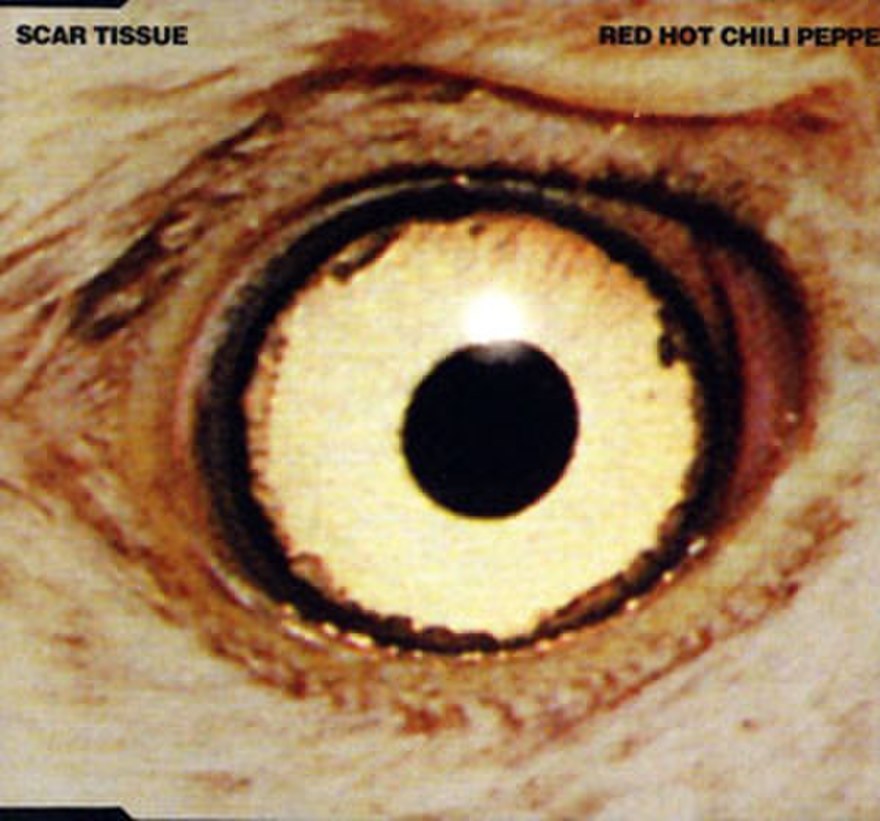 Scar Tissue - Destination Unknown