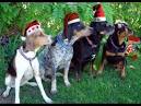 Singing Dogs - Jingle Bells
