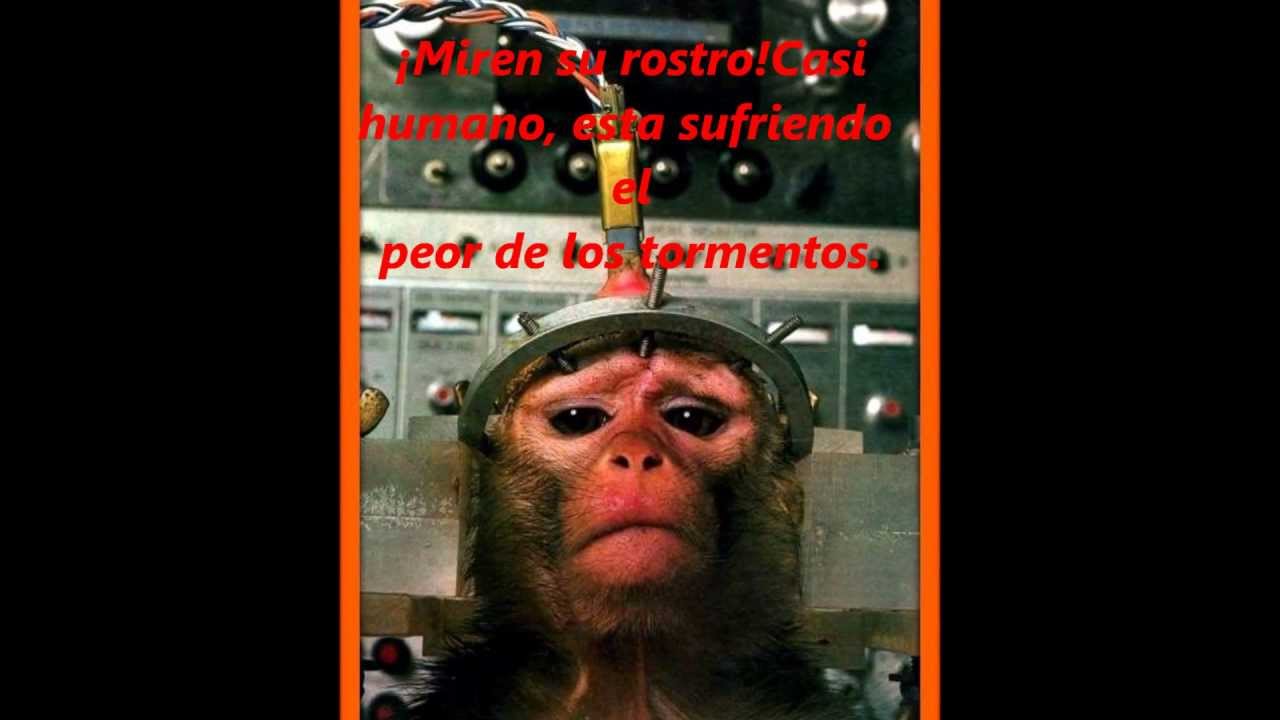 Animales de Laboratorio