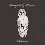 Trampled by Turtles - Palomino